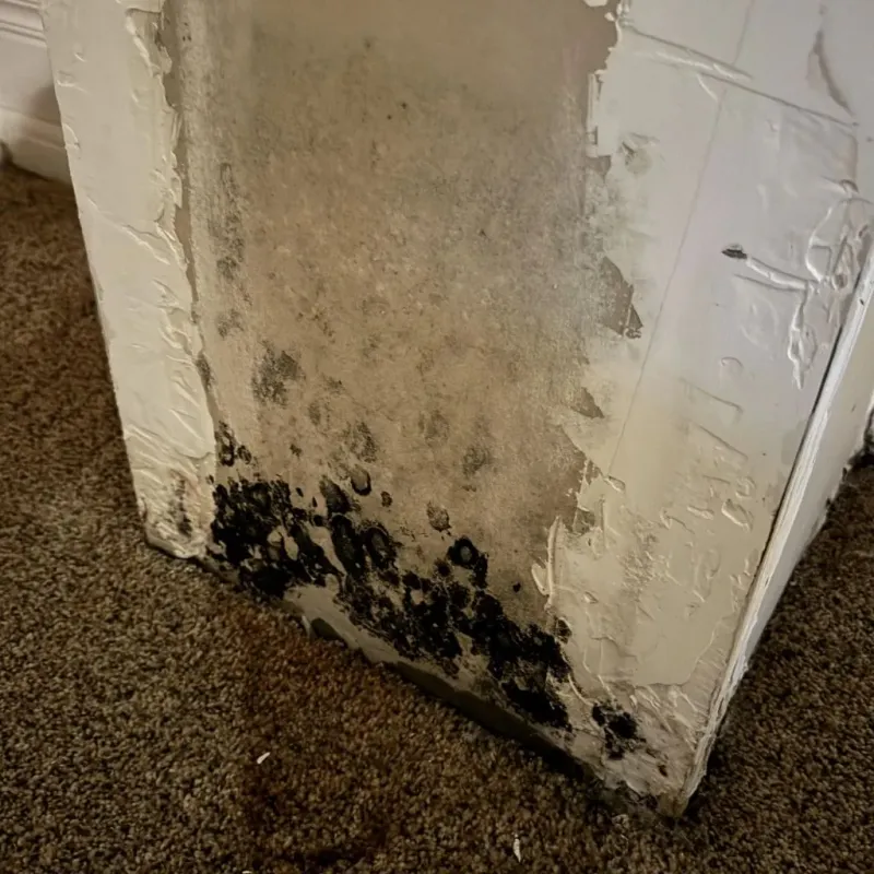 Professional Mold Removal in Sierra County, CA
